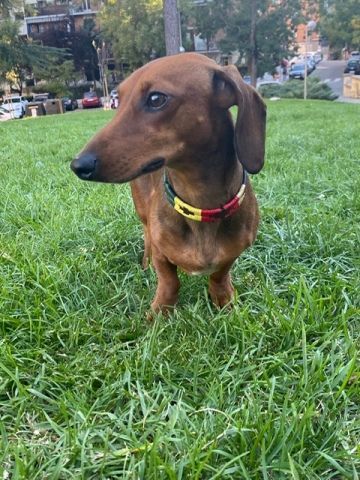 COLLAR PERRO SOYON AMARILLO 15 MM