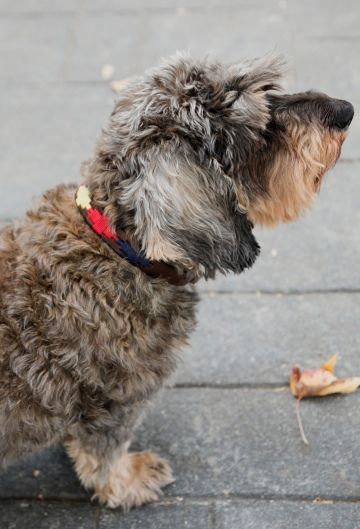 COLLA PERRO PAMPA ESPAÑA 15 MM