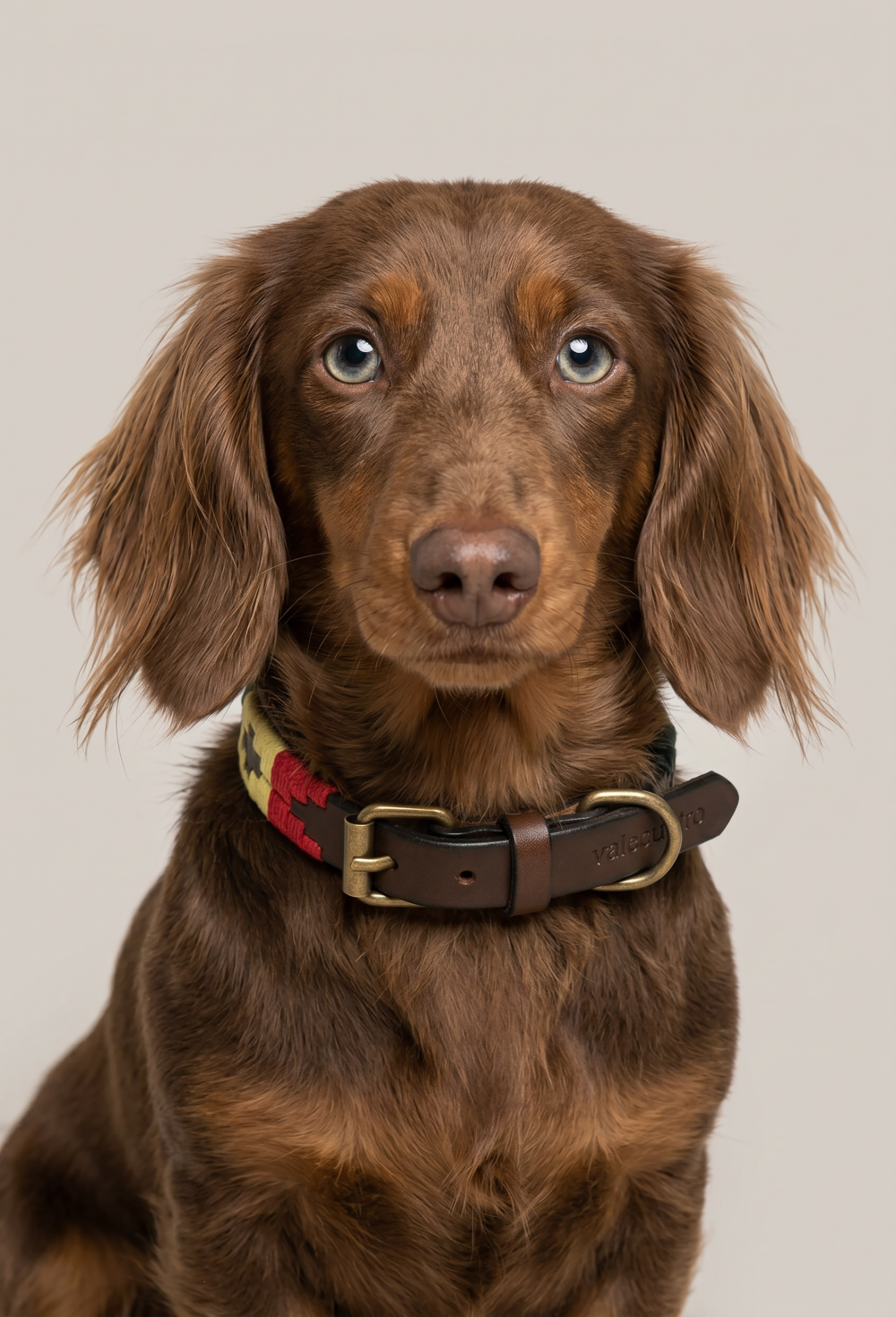 Valecuatro - Collar perro Soyón amarillo. Ancho15mm. Perro pequeño